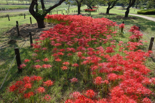 偕楽園の花々