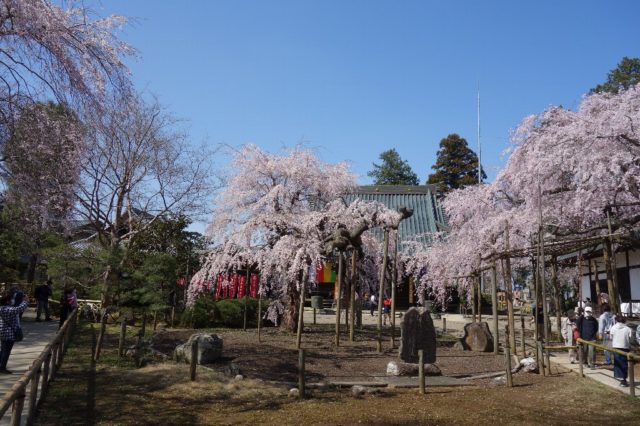水戸市　六地蔵寺のしだれ桜。