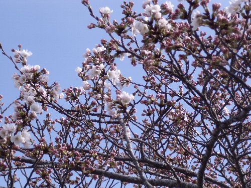水戸も桜が開花しました！