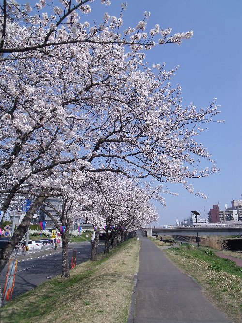 水戸市桜川　お花見散歩