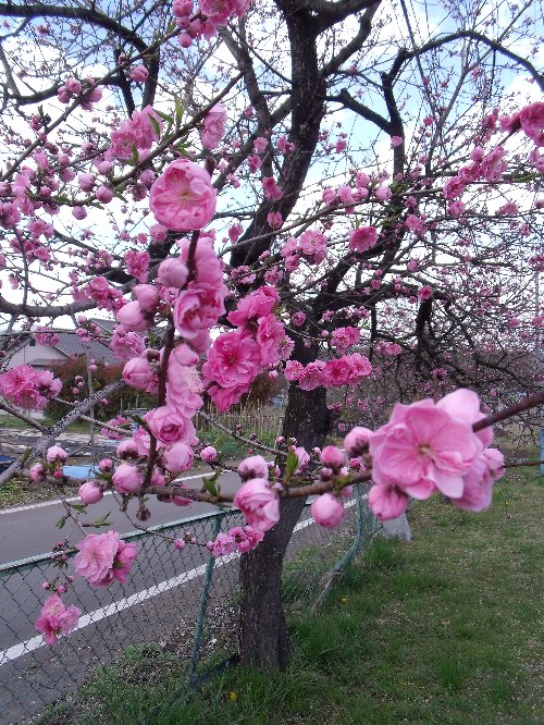 八重桜とつくし