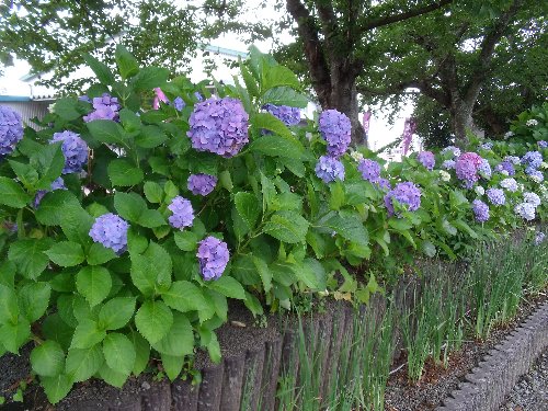 あじさいの花