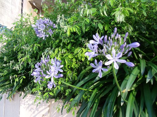 アガパンサスの花