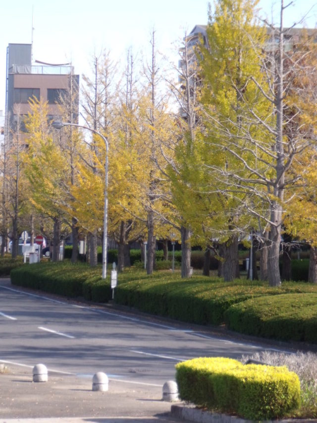 茨城県立近代美術館周辺の銀杏