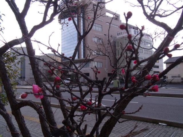 紅梅が咲きました