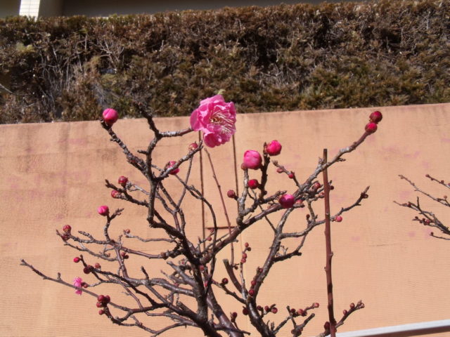 紅梅が咲きました