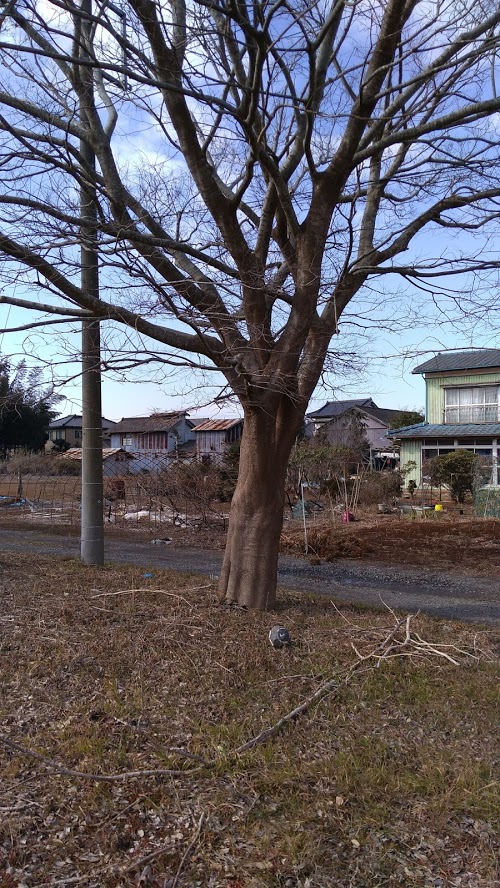 樹木の抜根！